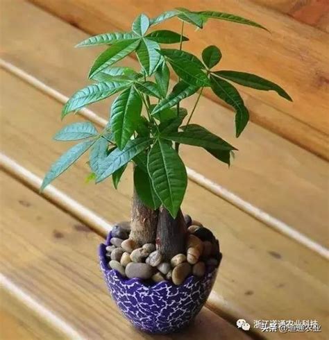 招財樹種類|發財樹有哪些？8種招財植物讓你財源滾滾 